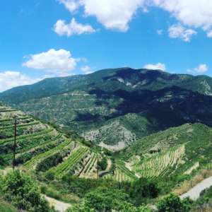 tsiakkas pelendri altitude vines