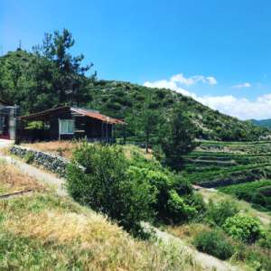 tsiakkas altitude vineyards