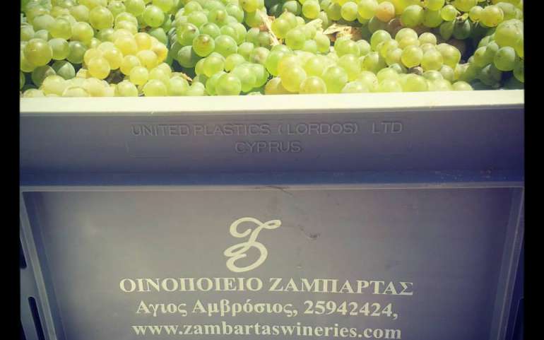 Vintage Zambartas harvest