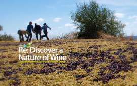 In touch with Cyprus original vitiviniculture