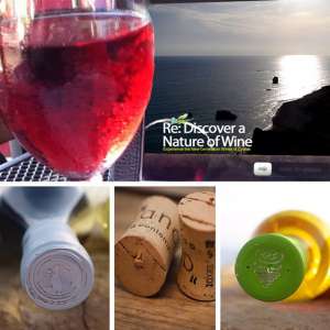 The Wine Travel