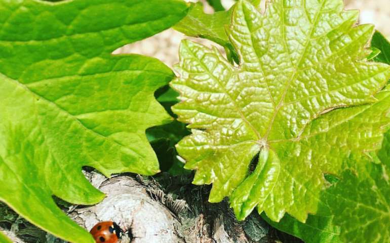 Cyprus Vineyard life