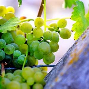 Viognier grapes in the vineyard