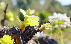 Spring days in the vineyards