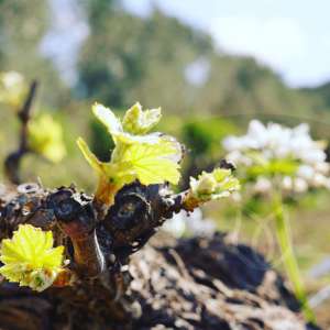 Cyprus vineyards