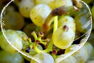 TheXyn - Cyprus Xynisteri Grape