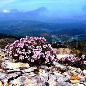 flowered heights of vouni panayia paradise old vines